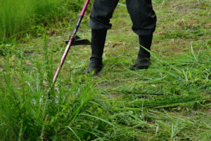 刈払機、鎌による草刈風景の画像