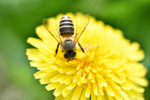 ハチの主な種類の画像